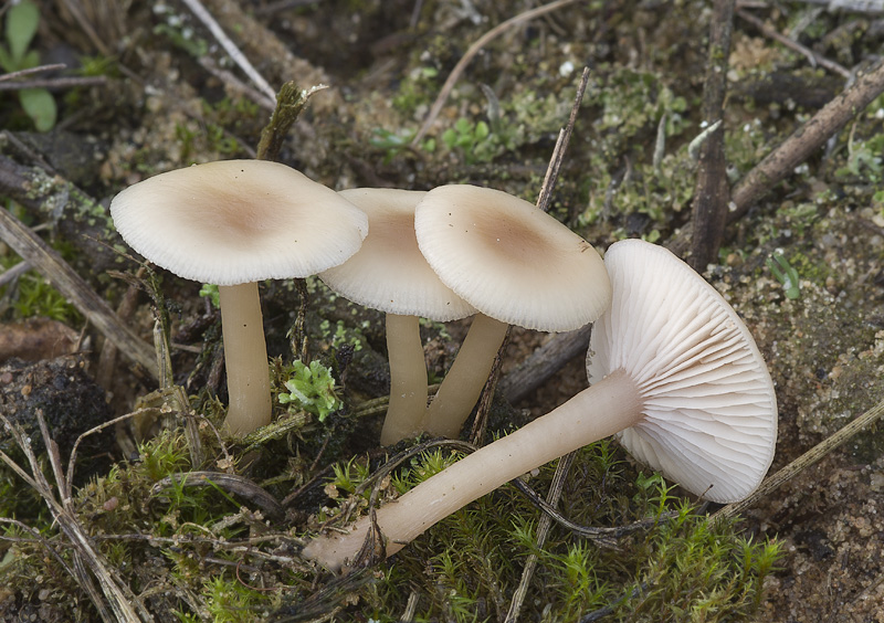 Clitocybe diatreta